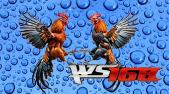 Sabung Ayam WS 168